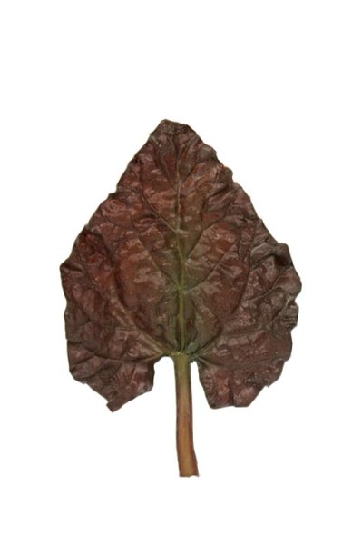 Rabarber blad/blast att dekorera med . I mindre mörkare nyans . Välarbetat och verklighetstroget. Passande att lägga i fruktskål