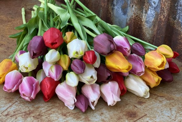 Vacker tulpan med gröna blad. Konstgjord modell med krispig verklighets känsla. Finns i två modeller och sex olika nyanser -Vi