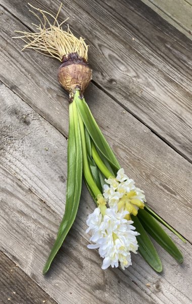 Vacker vit utslagen hyacint med lök, två blommor och gröna blad. Verklighetstrogen och välarbetad konstgjord blomma i större mod