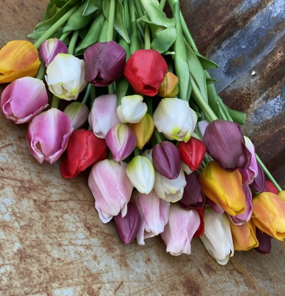 Vacker tulpan med gröna blad. Konstgjord modell med krispig verklighets känsla. Finns i två modeller och sex olika nyanser -Vi