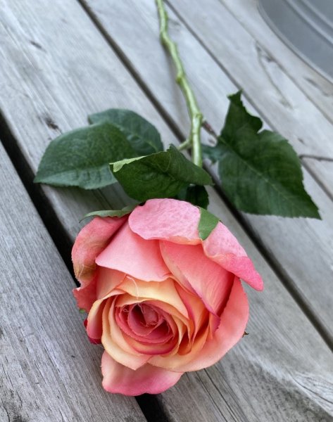Vacker aprikos rosa ros med gröna blad. Välarbetad vacker konstgjord ros med hög verklighets trogen känsla. Lika vacker ensam so