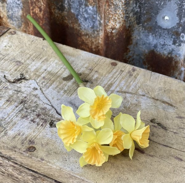 Vår vacker gul påsklilja /narciss med flera blommor. Blomman gör sig fint i en vas, i en bukett/arrangemang ensam eller tillsamm