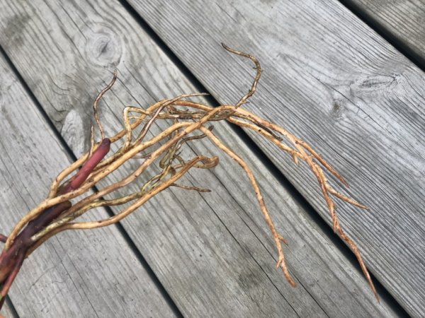 Vit julros med gröna blad. Välarbetad och vacker konstgjord modell att dekorera med. Mäter 54cm