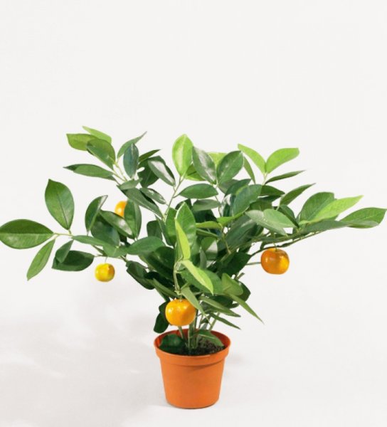 Vacker apelsiner buske / träd/ planta med apelsiner och gröna blad. Konstgjord modell med hög verklighetstrogen känsla. Står i e