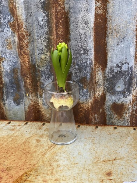 Vacker hyacintvas / lökvas i klart glas. Passar lika bra till andra blommor men har en hals som passar bra till en hyacint lök.