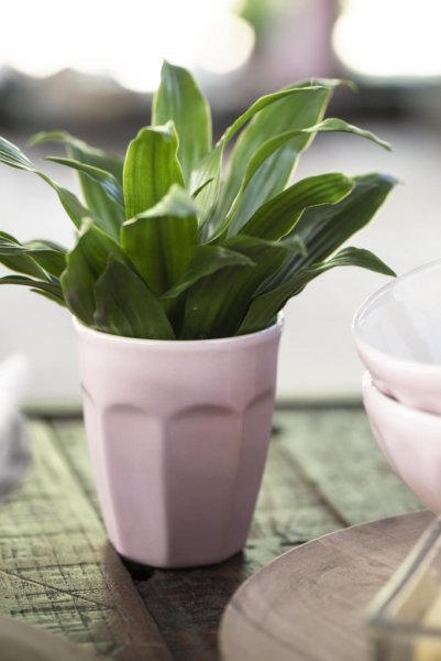 Mynte Cafe Latte kopp utan öra i nyans English Rose. Praktisk stapelbar modell som passar lika bra till kaffe och te som saft el