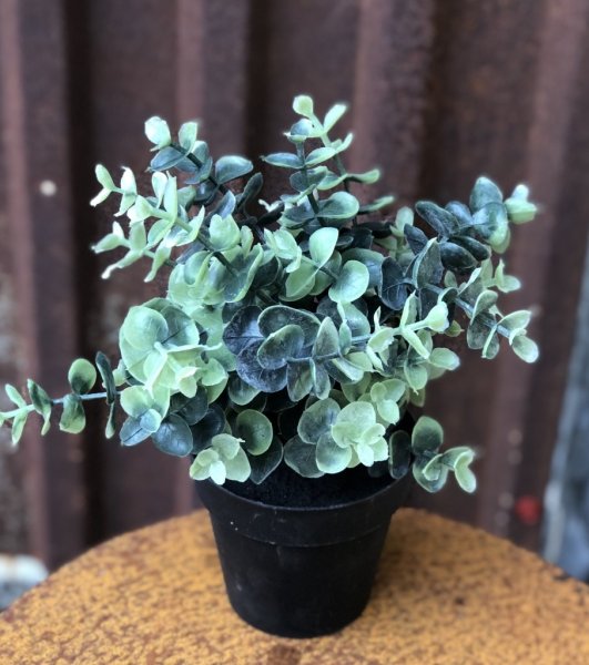 Grön mindre Eucalyptus i kruka. Konstgjord vacker grön växt som står i en plastad innerkruka som med fördel kan ställas i en stö