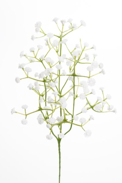 Brudslöja grön kvist med vita små blommor att dekorera med. Utfyllnad till bukett eller enbart som den är. Långt formbart skaft.