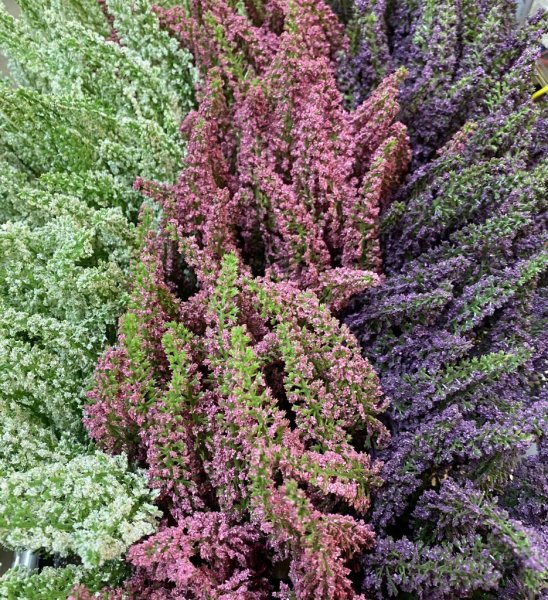 Ljung i kruka att dekorera med