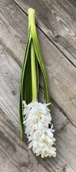 Vacker vit utslagen hyacint med flera gröna blad. Verklighetstrogen och välarbetad konstgjord blomma i större modell med verklig
