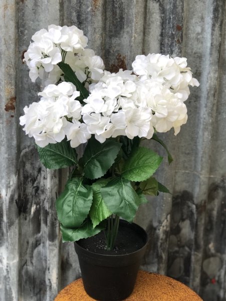 Vacker stor vit hortensia med gröna blad i kruka. Välarbetad i fyllig flergrenad stor modell . Blomman står i en plastad svart i