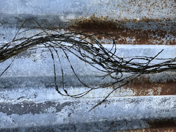 Trassel grenar/kvistar i ris bukett att dekorera med. Ha det som påskris eller som utfyllnad i en bukett alt ett arrangemang. G