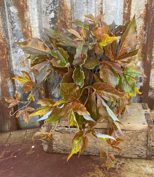 Vildvin i kruka, vacker modell med fall. Går i vackra höst nyanser av brunt och grönt. Står i en plastad innerkruka . Välarbetad