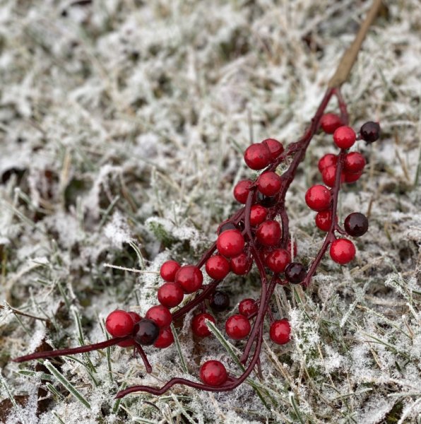 Större bärkvist med röda bär . Välarbetad och detaljrik i verklighetstrogen konstgjord modell. Att pynta och dekorera med i ett