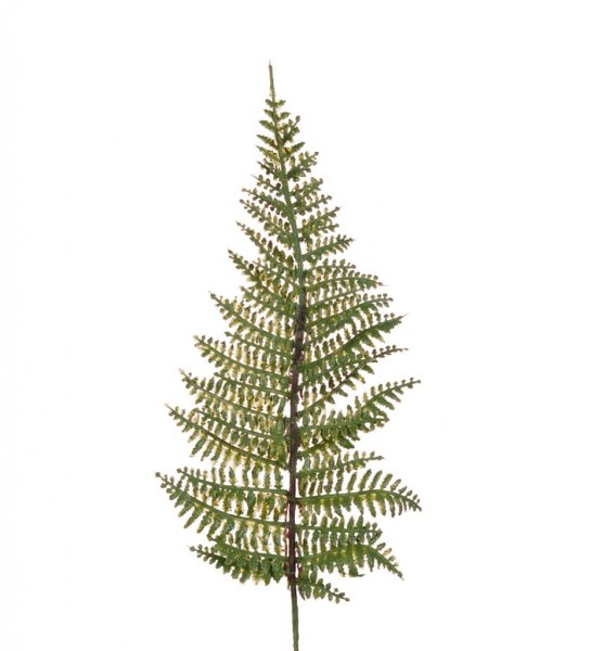 Ormbunksblad att dekorera pynta och pyssla med. I en frisk grön krispig nyans. Vacker att ha i en bukett/arrangemang. Från Mr P