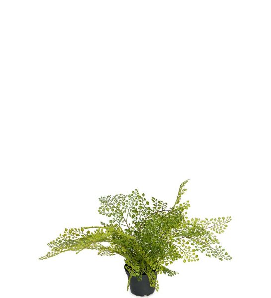 Grön Adiantum i kruka med flera spretiga blad
