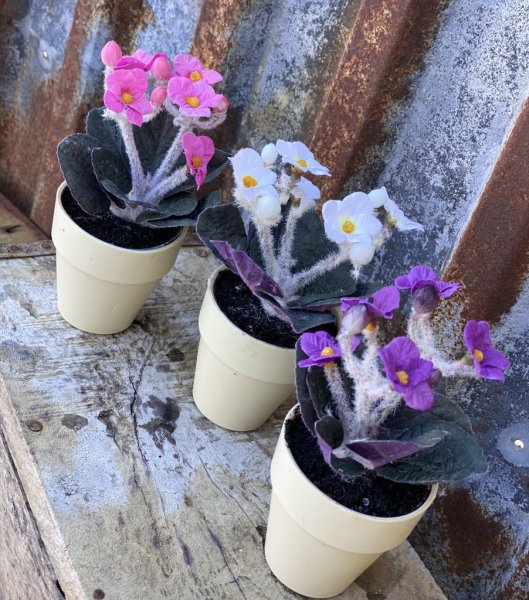 Liten Sant Paula i kruka med flera blommor och gröna blad. Finns i tre nyanser -Vit -Rosa -Lila blå Står i en ljus gul kruka m