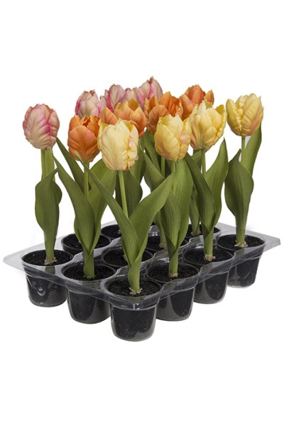 Vacker vår tulpan i mindre kruka. Mjuk cream melerad nyans och gröna blad. Finns i tre nyanser -Gul -Orange -Rosa Lika vackra va