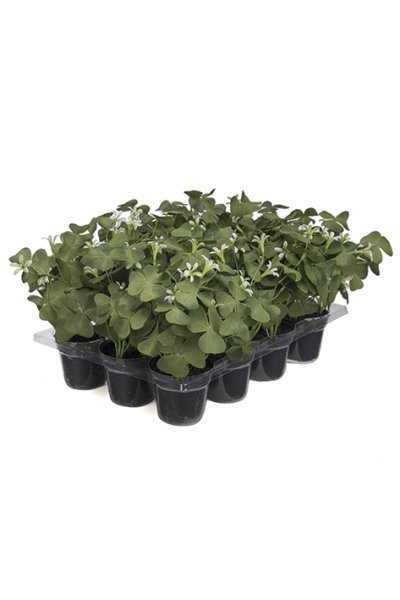 Söt klöverblomma Oxalis med vita blommor