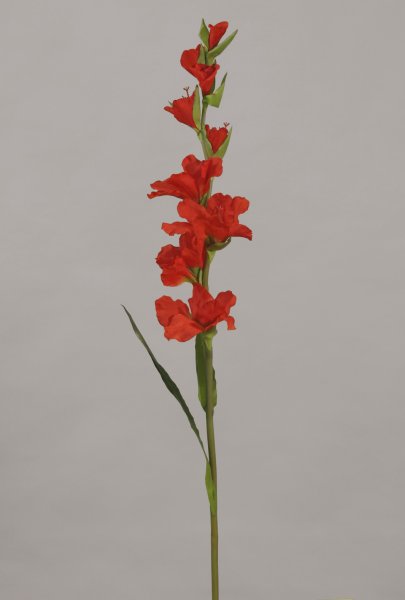 Röd Gladiolus med grön blad