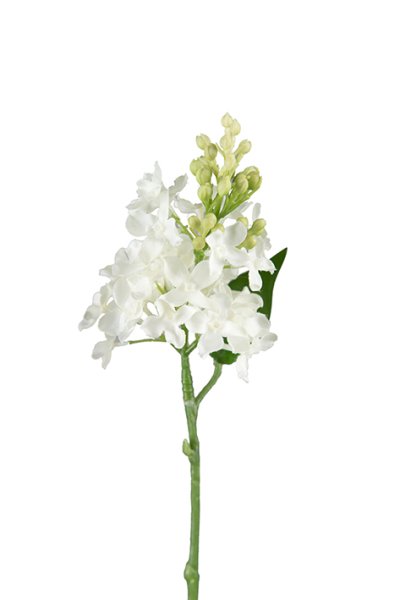 Vit syren gren med flera blommor