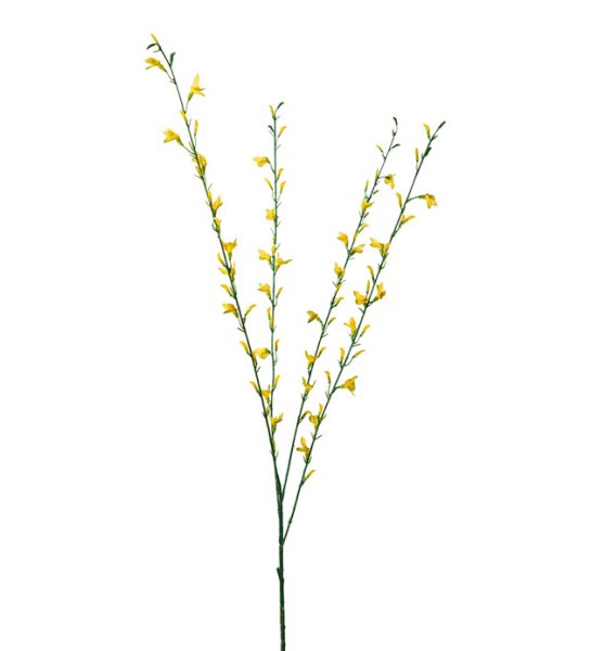 Gnist med gula blommor och gröna blad. En vacker dekorations kvist som är lika vacker ensam som i en bukett tillsammans med andr