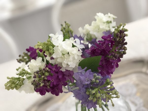 Vit syren gren med flera blommor