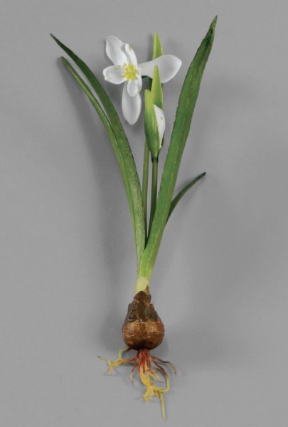 Vit snödroppe med lök. Dubbla blommor med gröna blad. Vacker att ställa i en klar vas och låta rötterna falla fritt, eller att s