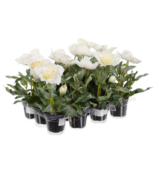 Vit julros med frost/is kristaller. Verklighets trogen välarbetad konstblomma. Med knoppar och gröna blad. Levereras i innerkru