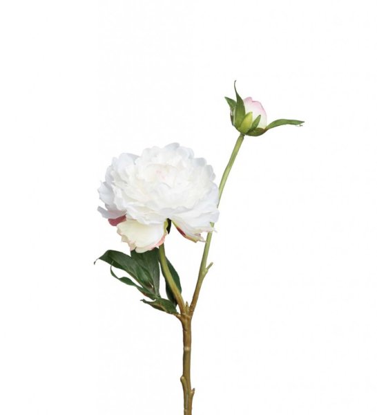 Vacker vit pion med rosa rodnad. I modell om en utslagen blomma en knopp och gröna blad. En välarbetad verklighetstrogen konstbl