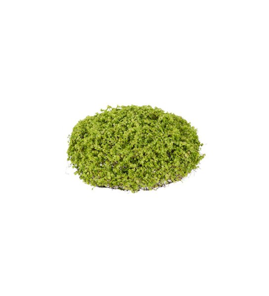 Hemtrevnad grön växt/tuva i konstgjord modell. Att dekorera med Från Mr Plant Mäter ca 25cm rakt över