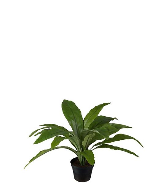 Grön blad växt Asplenium i kruka