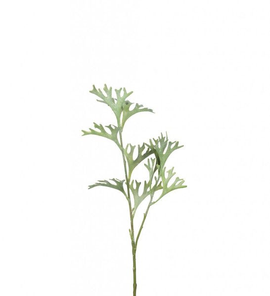 Älghornsbräcken grön kvist att dekorera med. Ha den ensam eller som utfyllnad i en bukett eller i ett arrangemang. Välarbetad ko