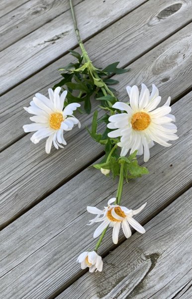 Prästkrage vit och gul sommar blomma med gröna blad och lång stjälk. Lika fin ensam som tillsammans med andra blommor i en buket