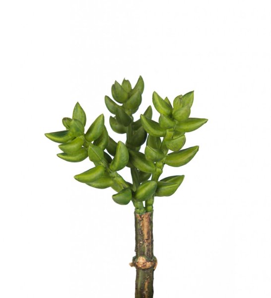 Grön succulent i kvist modell. Att sätta i en vas eller kruka, ensam eller i utfyllnad i bukett eller arrangemang. Välarbetad oc