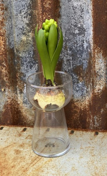 Vacker hyacintvas / lökvas i klart glas. Passar lika bra till andra blommor men har en hals som passar bra till en hyacint lök.