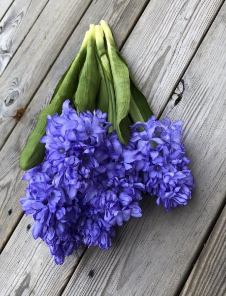 Blå hyacint i utslagen modell. Verklighetstrogen konst blomma i vacker välarbetad modell. Blå med gröna blad . Vacker i grupp om