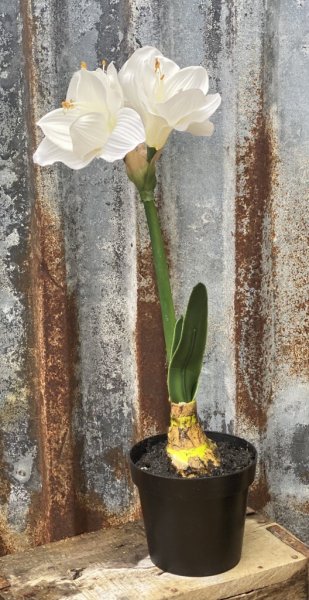 Vit amaryllis i kruka Mellan modell/ lite mindre än normal fullstor, med flera blommor. Välarbetad och verklighetstrogen konst b