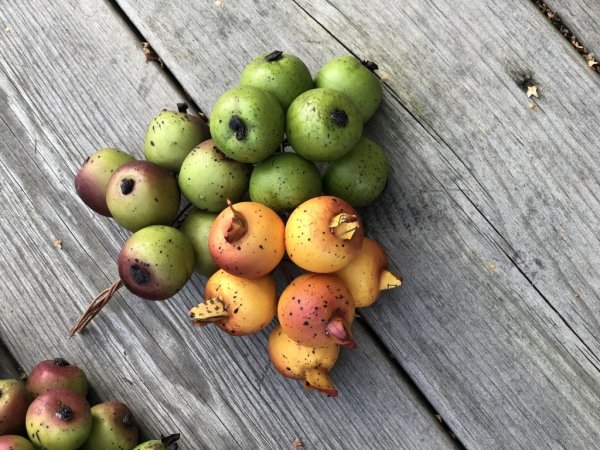 Höst frukter att dekorera, pynta och pyssla med. I mindre modell med ståltråd så man kan vira/linda eller sticka ner frukterna i