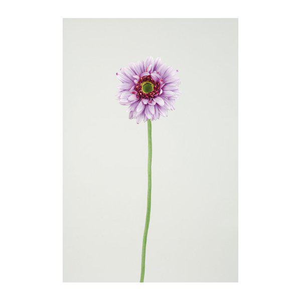 Lila gerbera modell lavendel, i utslagen modell med lång stjälk. Välarbetad och konstgjord modell som gör sig lika bra ensam som