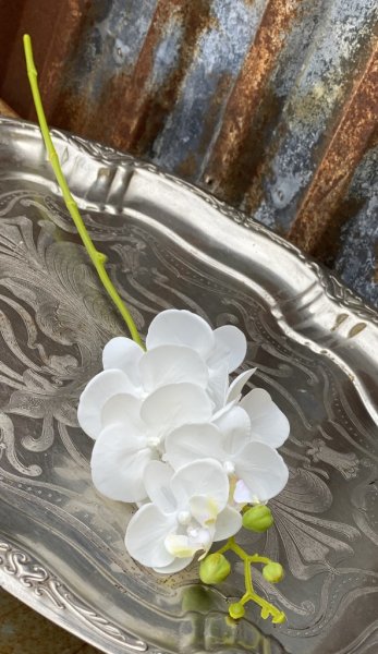Rosa Orkidé Phalaenopsis kvist med flera blommor. Att dekorera med ensam i en vas eller i ett bukett / arrangemang med flera an