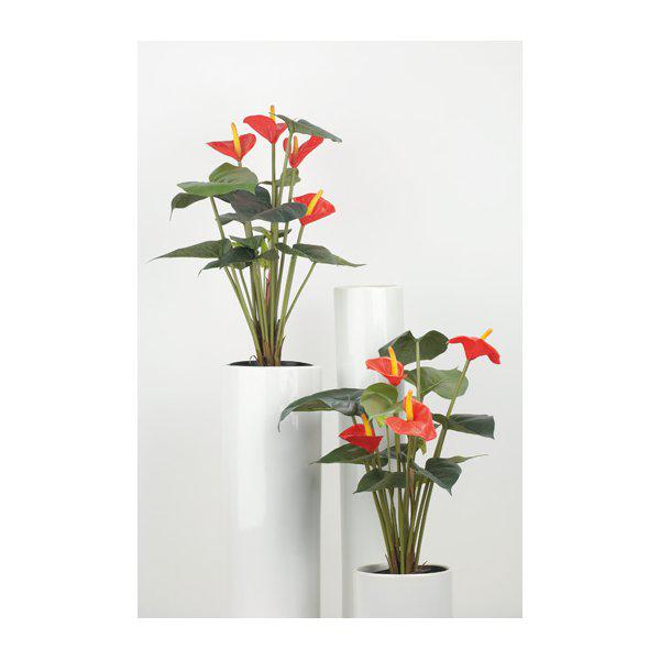 Vacker anthurium blomma, fredskalla med röda blommor och gröna blad. Välarbetad, verklighetstrogen grön konstblomma. I fyllig mo