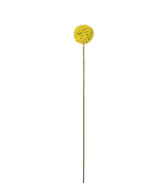 Gul Craspedia Solblomma i konstgjord modell. Lika vacker ensam i en vas som tillsammans med andra blommor i en bukett eller arra