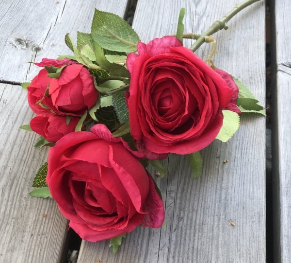 Röd ros buskros i bukett modell. Med flera blommor och gröna blad. Lika vacker att ha ensam i en vas eller flera tillsammans i e