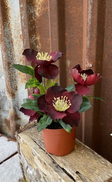Vinröd konstgjord julros i kruka med gröna blad. Med flera blommor i olika storlekar. Står i en plastad innerkruka som med förde