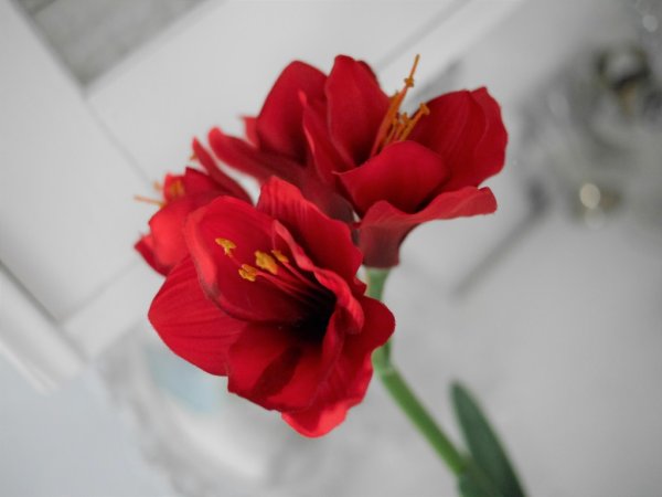 Röd amaryllis i kruka
