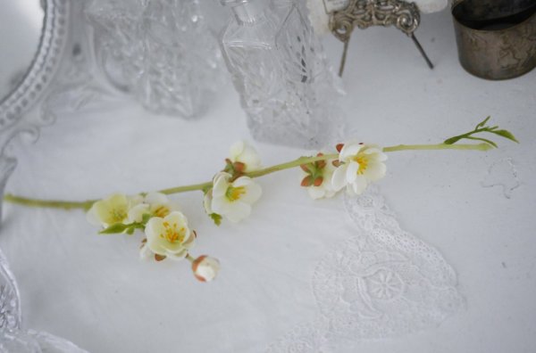 Liten gren av vit körsbärs blom med blommor, knoppar och blad . Att dekorera med ensam eller flera tillsammans. Verklighetstroge