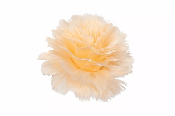 Fjäderblomma på nypa av fjädrar och dun