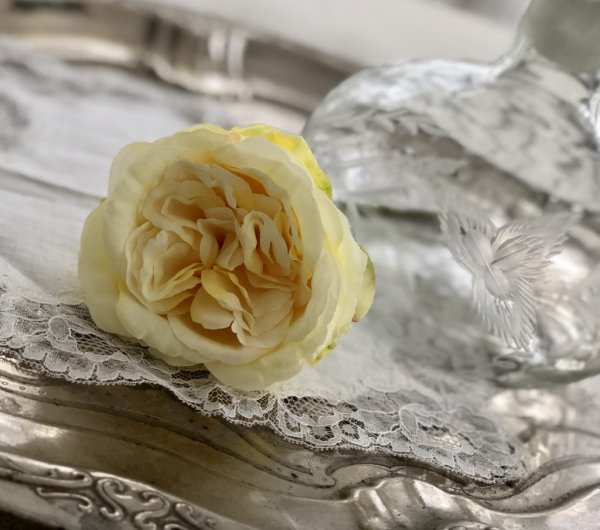 Gul utslagen ros med gröna blad