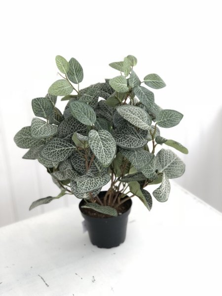 Grön Åderblad / Fittonia blomma /växt i kruka. I kraftiga fyllig modell med flera blad med vackert ådrigt mönster. Välarbetad o